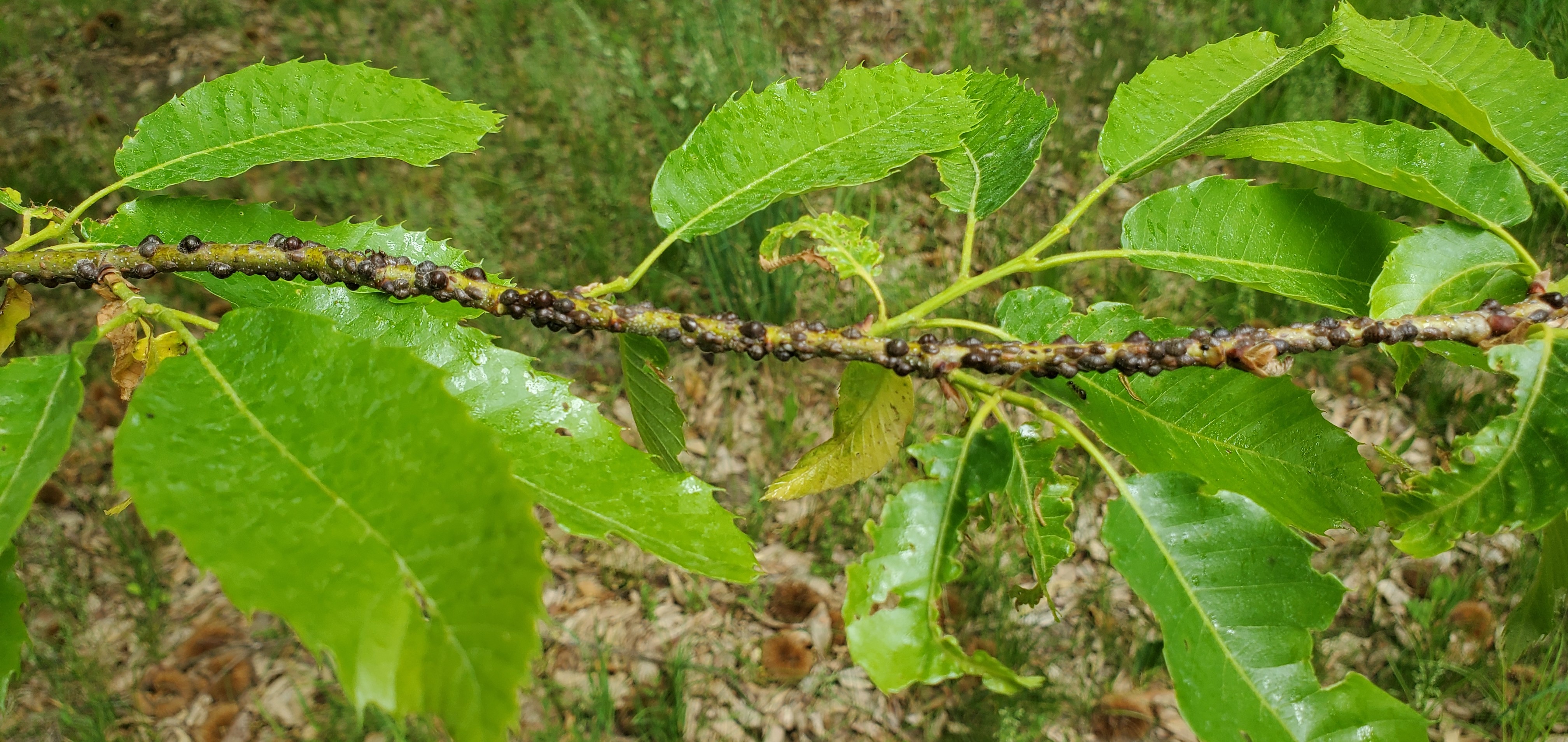 Lecanium on chestnut.